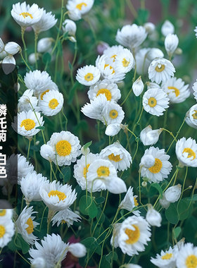 进口鳞托菊种子斑地锦/白色Maculata鲁丹鸟罗丹斯干切花盆栽秋播