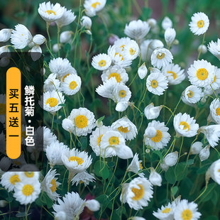 进口鳞托菊种子斑地锦/白色Maculata鲁丹鸟罗丹斯干切花盆栽秋播