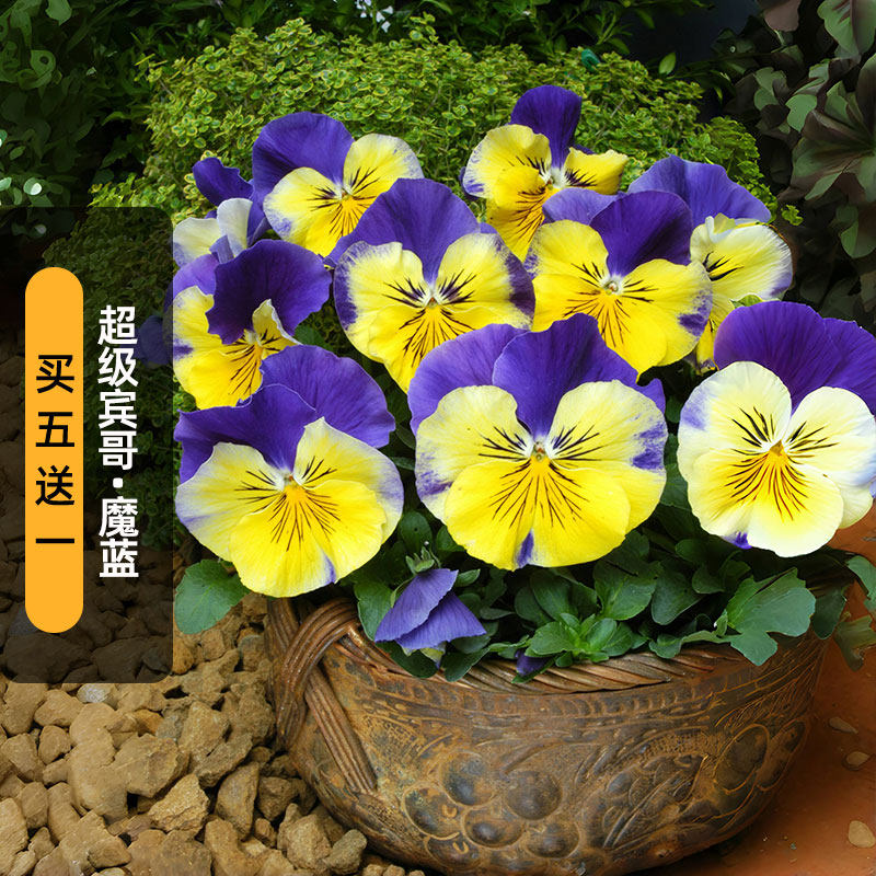 进口三色堇种子超级宾哥/魔蓝色Morpheus大花猫脸花盆栽春秋播