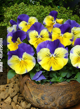 进口三色堇种子超级宾哥/魔蓝色Morpheus大花猫脸花盆栽春秋播