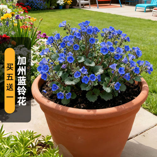 加州蓝铃花种子钟穗花荒漠铃铛