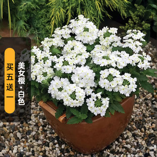 美女樱种子白色100粒（矮生）铺地锦花籽长花期阳台盆栽春秋播