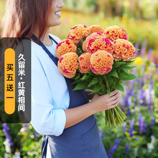 进口头状鸡冠花种子久留米/红黄相间Kurume Corona巨型花盆栽春播