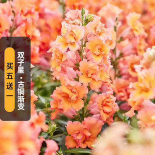 进口重瓣金鱼草种子双子星/古铜渐变bronze shades矮生盆栽秋播