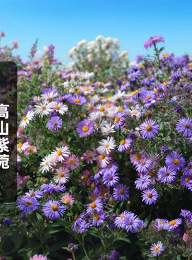 高山紫菀种子100粒England Aster英格兰紫苑花籽多宿根盆栽春秋播