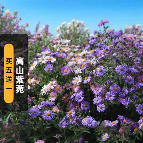 高山紫菀种子100粒England Aster英格兰紫苑花籽多宿根盆栽春秋播