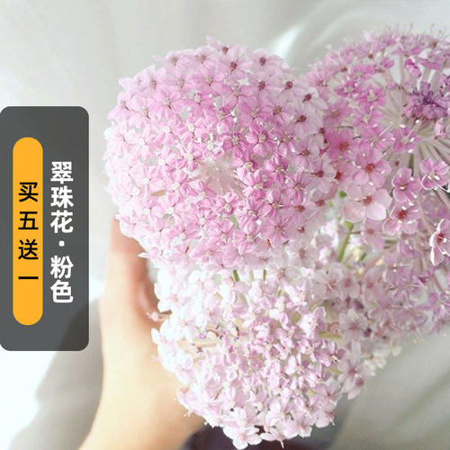 翠珠花种子Lacy粉蕾丝花