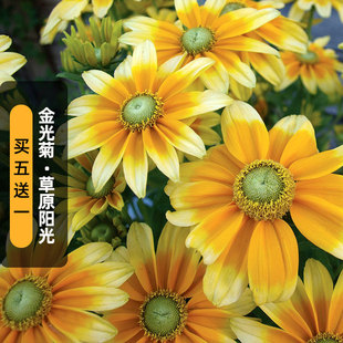 草原阳光金光菊种子Prairie Sun黑心菊花籽多矮生盆栽春秋播
