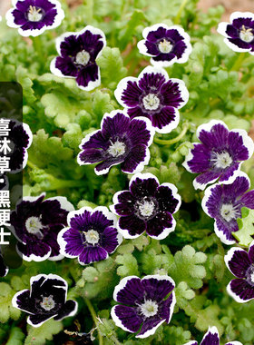 喜林草黑便士种子30粒Penny Black黑紫色幌菊粉蝶花籽盆栽春秋播