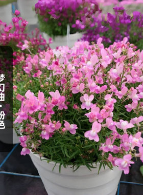 进口（矮）柳穿鱼种子梦幻曲/粉色Fantasists姬金鱼草籽盆栽秋播