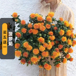 橙菠萝菊种子20粒Safflower红蓝花种籽可干切花泡茶阳台盆栽春播