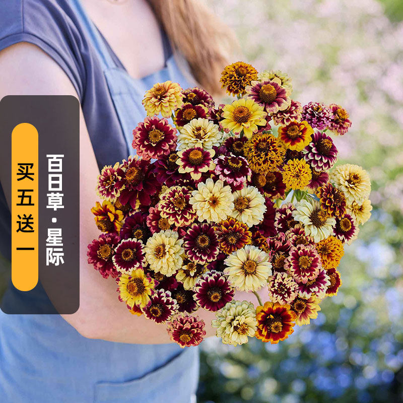 星际百日草种籽100粒Jazzy矮生复古色对叶菊花籽可切花盆栽春季播
