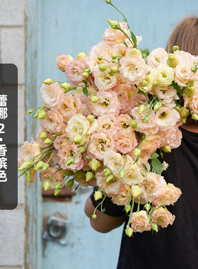 SAKATA进口洋桔梗种子蕾娜2/香槟色champagne重瓣切花盆栽春秋播