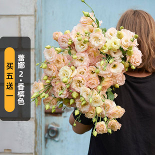 SAKATA进口洋桔梗种子蕾娜2/香槟色champagne重瓣切花盆栽春秋播