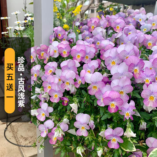 进口角堇种子珍品GEM/古风浅紫Lavender Antique长花期盆栽秋播