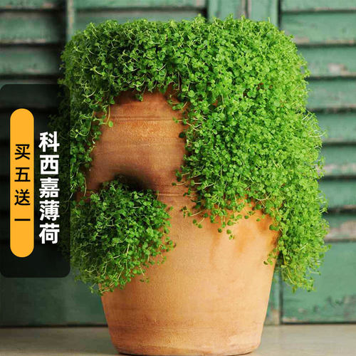 科西嘉薄荷种子CorsicanMint