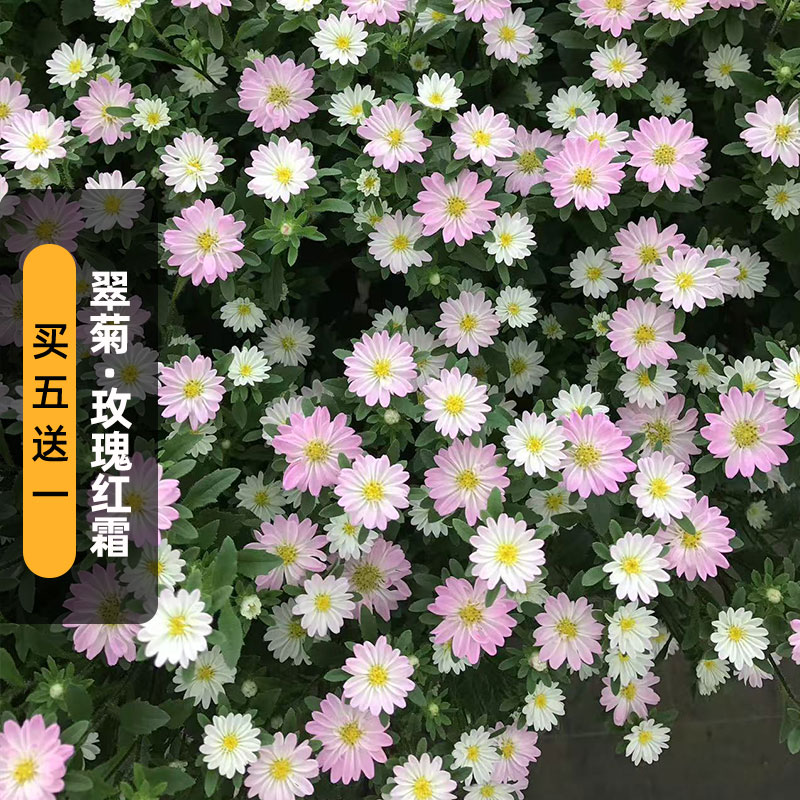 进口翠菊种子日光/玫瑰红霜Rose Frost渐变霜降七月腊盆栽春秋播