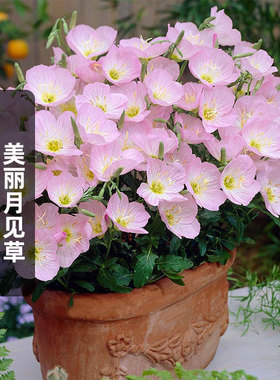 美丽月见草种子Evening Primrose晚樱草待霄草花籽宿根盆栽春秋播