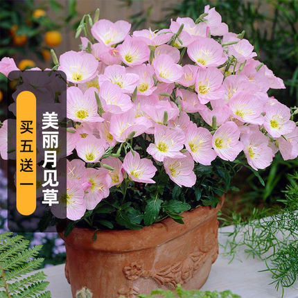 美丽月见草种子Evening Primrose晚樱草待霄草花籽宿根盆栽春秋播