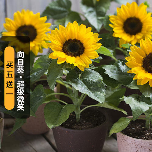 矮向日葵超级微笑种子Smiley