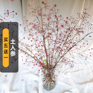 土人参种子200粒栌兰申时花煮饭花种籽中药野菜观果切花盆栽春播