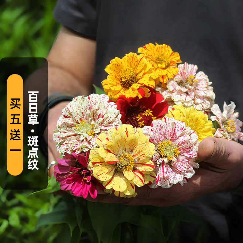 斑点条纹百日草种子100粒喷溅对叶菊糖果火球花籽可切花盆栽春播,鲜花速递/花卉仿真/绿植园艺,家庭园艺种子,淘宝优惠券,粉丝福利购,淘宝优惠卷