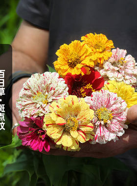 条纹百日草种子斑点喷溅对叶菊