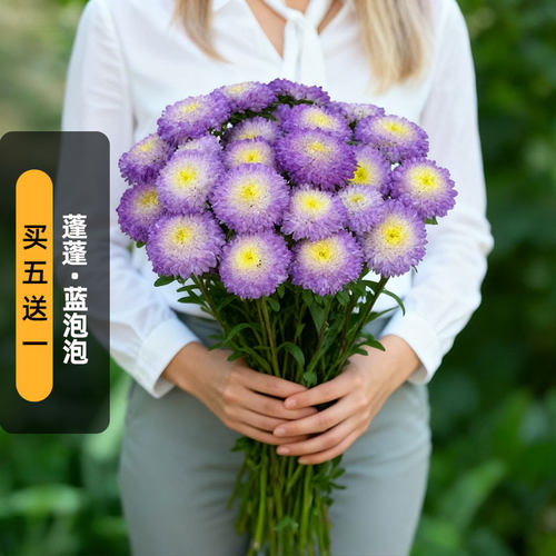 进口翠菊种子蓬蓬/蓝色泡泡Top Blue天蓝渐变七月腊盆栽春秋播