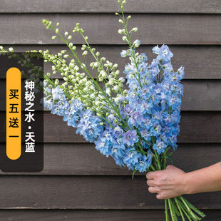 进口大花飞燕草种子神秘之水天蓝白芯魔法喷泉宿根多年生盆栽秋播