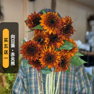 赤炎熊向日葵种子20粒Darjeeling大吉岭重瓣泰迪熊阳台盆栽春播