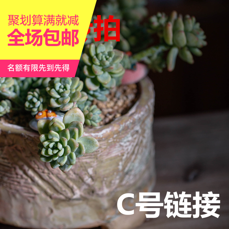 【嘟嘟園藝直播間】C號鏈接8月24號多肉植物花盆組合搭配主播挑款