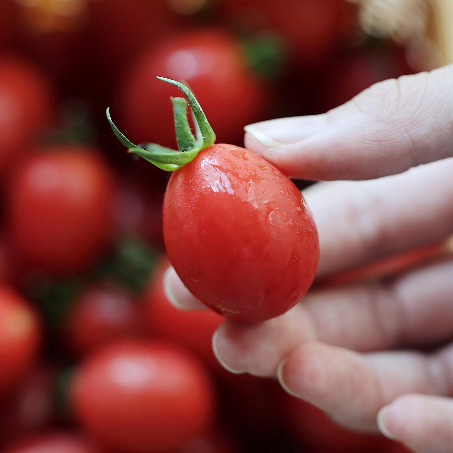 悟空家千禧小番茄沙地圣女果新鲜水果孕妇西红柿生吃小柿子即食,水产肉类/新鲜蔬果/熟食,番茄,淘宝优惠券,粉丝福利购,淘宝优惠卷
