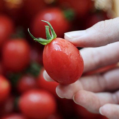 2.11停发！悟空家千禧小番茄沙地圣女果新鲜水果孕妇西红柿小柿子