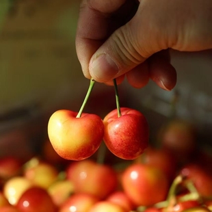 悟空家skylar rae天空之城金车智利空运黄车厘子新鲜水果孕妇樱桃