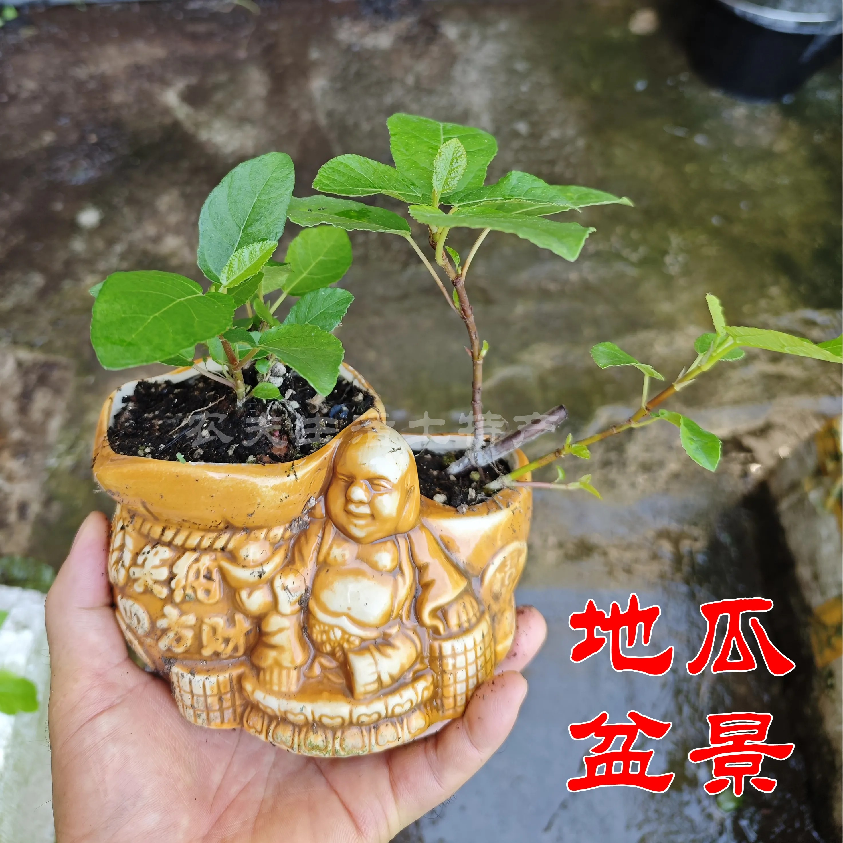 川渝原生水果野地瓜盆栽苗 野地瓜苗地枇杷苗观赏地瓜藤盆景