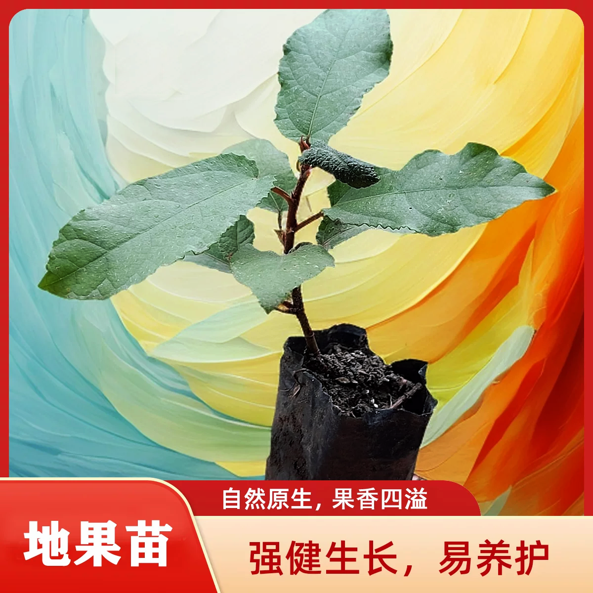 包邮地枇杷树野地瓜地瓜藤地石榴水果地板藤盆栽果树包邮盆景