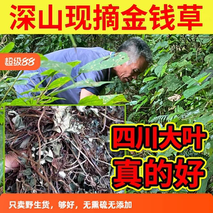金钱草茶 四川金钱草干 500克 可打粉 包邮 大叶 野生中药材 金钱草