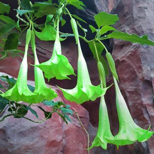 四月开花木本曼陀罗花苗阳台盆栽庭院别墅民宿花园花境植物多年生