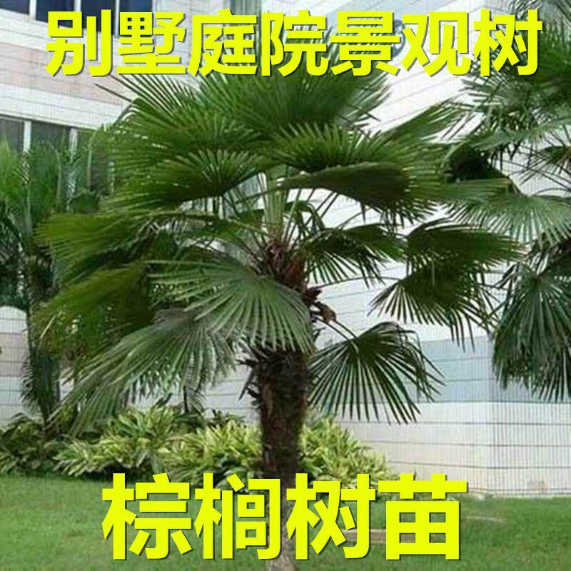 棕榈树苗棕树苗蒲葵扇子树苗绿化苗木庭院耐寒四季常青植物盆栽