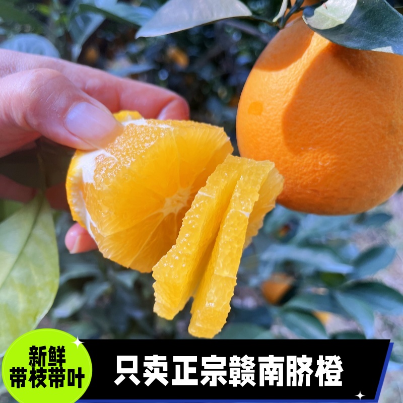 10年老店正宗赣南脐橙带枝叶