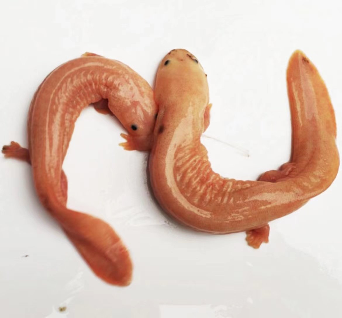 变异娃娃鱼鱼苗20-25厘米1条活鱼高级观赏养殖水族风水鱼鲜活大鲵