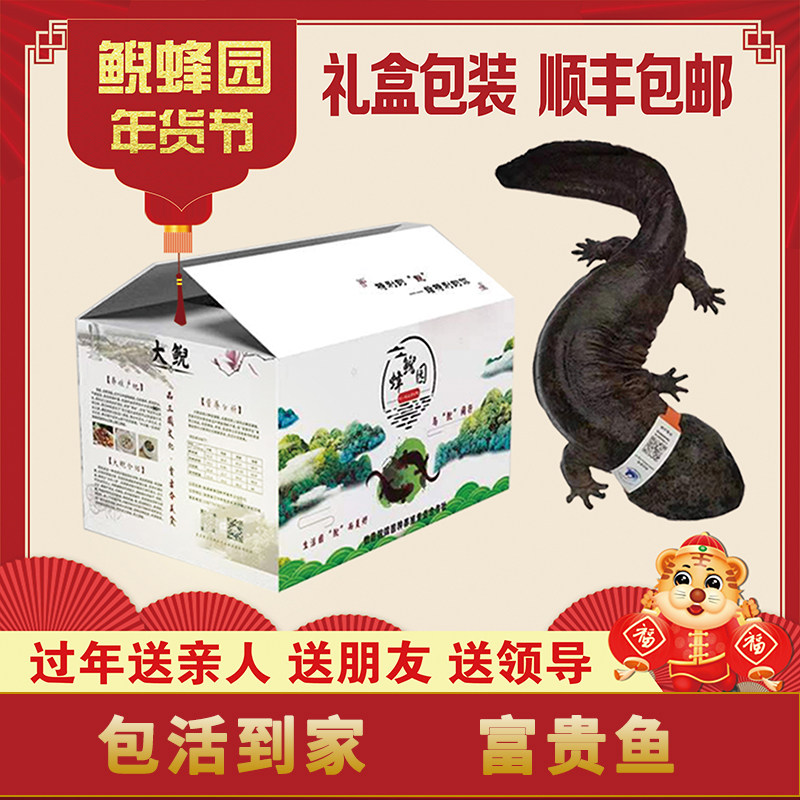 娃娃鱼现杀食用6斤一条速冻保鲜特许养殖水产