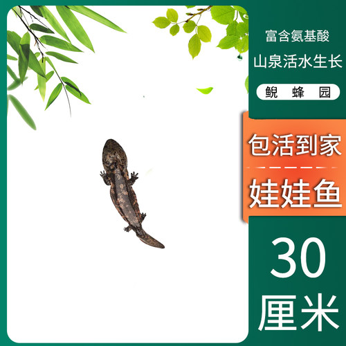 娃娃鱼30厘米2条观赏水产养殖