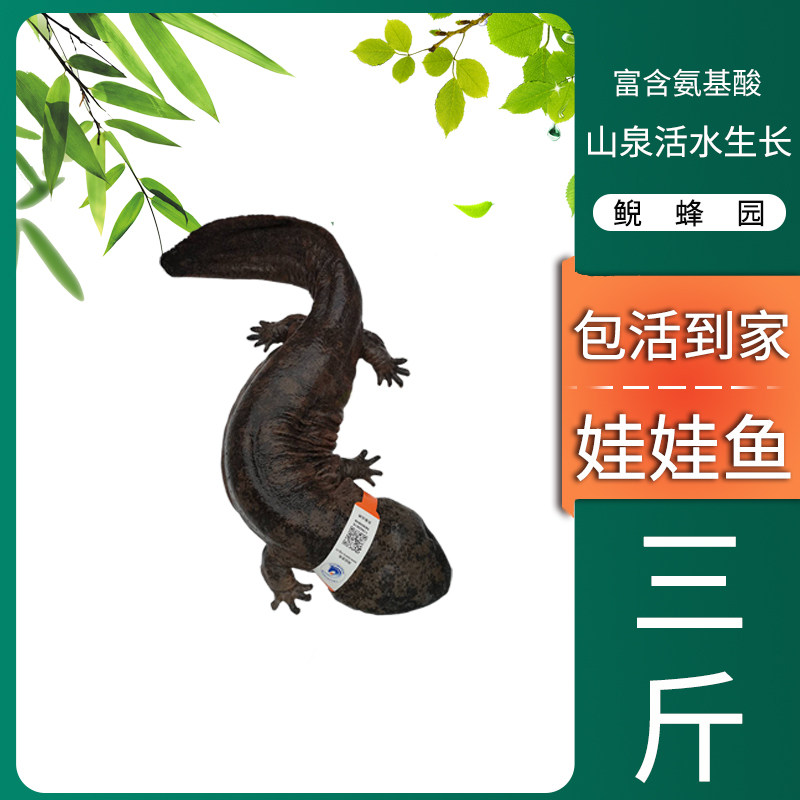 娃娃鱼鲜活活鱼食用水产秦岭深山特许养殖水产