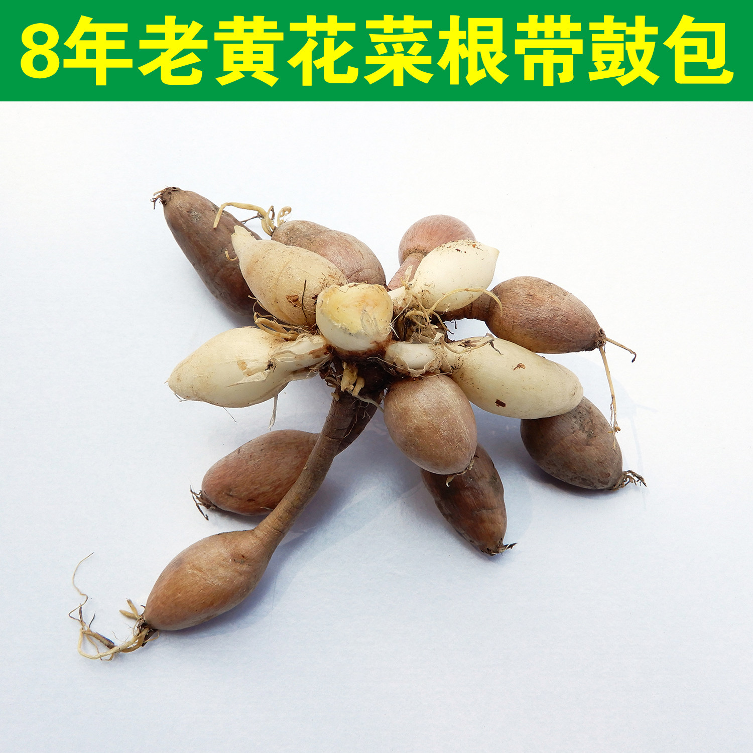 大山采挖黄花菜根 金针根种植忘忧草根苗新鲜炖猪脚下奶500克包邮