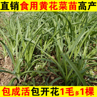 2025黄花菜苗食用金针菜苗包活黄花菜根苗庭院忘忧草苗蔬菜盆栽
