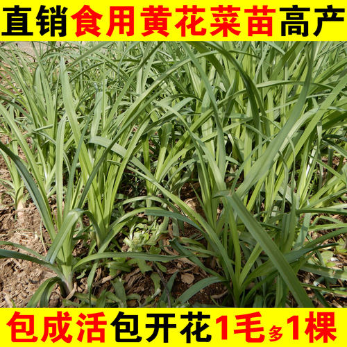 2025黄花菜苗食用金针菜苗包活黄花菜根苗庭院忘忧草苗蔬菜盆栽