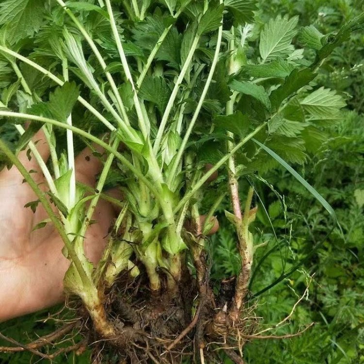 正宗仙鹤草苗 现挖龙芽草苗 新采种子龙牙草老鹤嘴易存活中药材苗图片