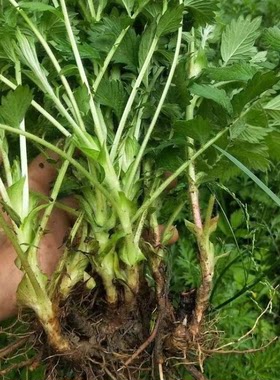 正宗仙鹤草苗 现挖龙芽草苗 新采种子龙牙草老鹤嘴易存活中药材苗