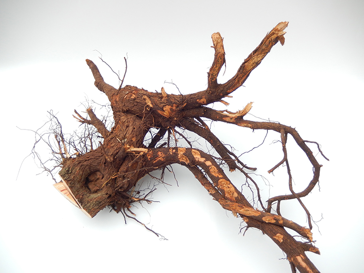 山坡酸枣根中药材枣树根安神助眠500g包邮枣树皮野枣根小山枣树根